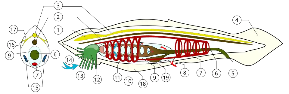 Anatomia da cephalochordate Amphioxus. Itens em negrito são os componentes de todos os cordados em algum momento de sua vida, e distingue-os dos outros filos .