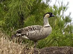 Um Ganso-do-havaí (Branta sandvicensis)