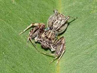 Brettus sp. em Querala, Índia