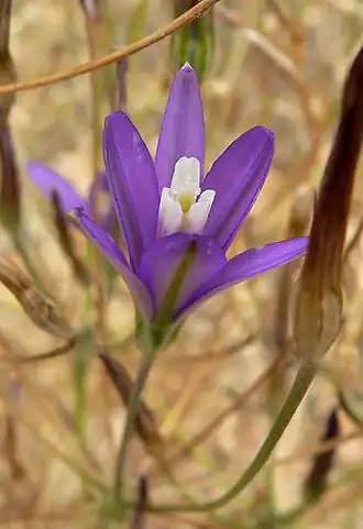 Brodiaea californica