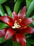 Guzmania lingulata var. minor-Híbrida.