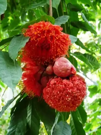 Brownea coccinea