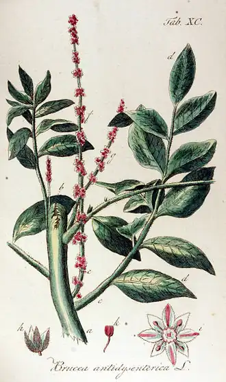 Brucea antidysenterica