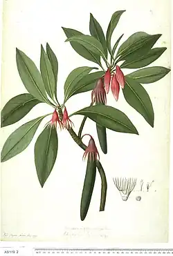 Bruguiera gymnorrhiza.