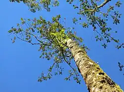 Brunellia comocladifolia (hábito).