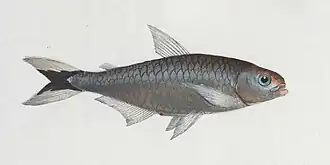 Ilustração de 1797