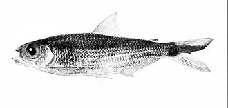 Ilustração de 1912