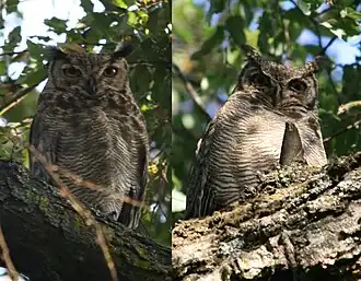 Macho (esquerda) e Fêmea (direita)
