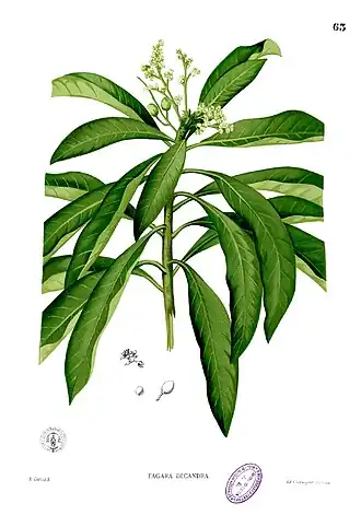 Buchanania obovata