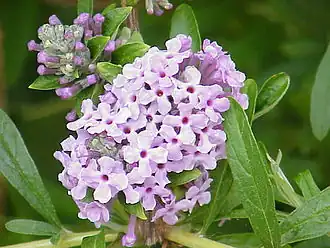 Buddleja alternifolia