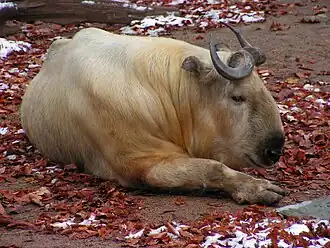Takin-chinês no Zoológico de Liberec, na Tchéquia