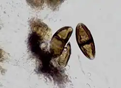 Fotografia de esporos marrons, unisseptados (com duas células) de Buellia disciformis, observados em microscópio composto com aumento de 1000X. Os esporos medem cerca de 27 x 11 μm.
