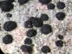 Os ascomas do líquen Buellia disciformis, à esquerda, são carbonizados, discoides e sésseis. Os ascomas mazaediados do líquen Allocalicium adaequatum, à direita, repousam sobre hastes curtas e pretas.