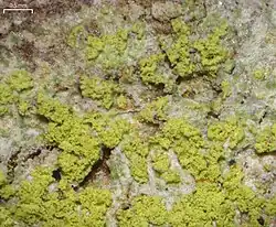 Sentido horário começando na esquerda superior: Ciposia wheeleri; Dimelaena thysanota; Pyxine sorediata; e Diploicia canescens.