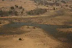 Manada de búfalos na porção sul do Delta do Okavango