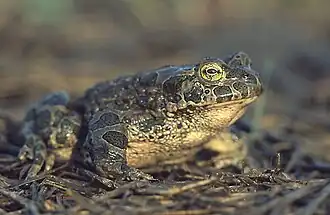 Bufo viridis