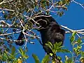 Bugio preto (Alouatta pigra). Macaé-RJ
