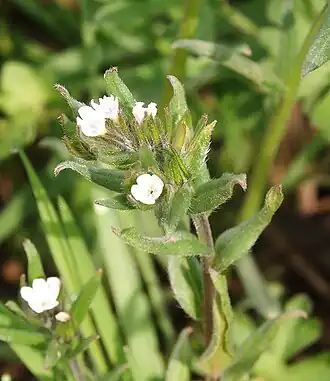 Buglossoides arvensis