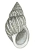 Ilustração de concha do gênero Bulimulus (subfamília Bulimulinae)[2]; retirada de Binney, WG. (1878): The terrestrial air-breathing mollusks of the United States and the adjacent territories of North America.
