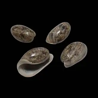 Quatro conchas de B. striata. Espécimes coletados no sudeste do Brasil, em Ubatuba, São Paulo.