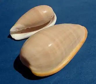 Duas conchas de Bullata bullata (Born, 1778), da costa central do Brasil. Atingindo até os 9 centímetros de comprimento, ultrapassa em dimensões a maioria dos Marginellidae.[5]