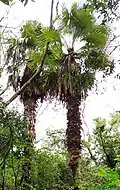 Trithrinax acanthocoma em Secção "A", Cândido Godói-RS, Brasil