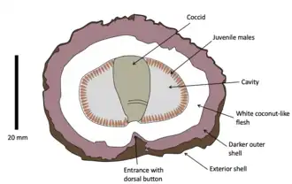 Diagrama de uma seção transversal de um coco-do-mato.
