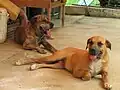 Cães Originais Fila Brasileiro descansando