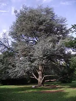 Um cedro azul do parc du Gros Buisson.