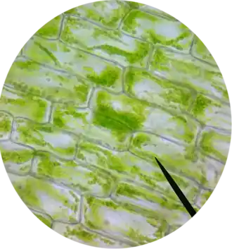 Células foliares de Elodea observadas com um microscópio de luz, lente objetiva de 40x e lente ocular de 16x. Ampliação total: 640.