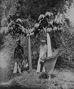 Duas flores-cadáver em Sumatra, Indonésia (cerca de 1900-1940); uma com folha à esquerda, e outra em flor.