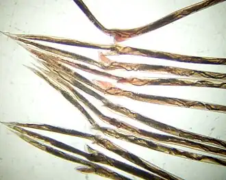 Onze Haemonchus contortus fêmeas adultas retiradas de uma ovelha infectada com uma única cepa deste nematódeo.