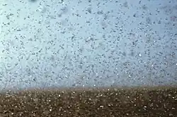 Milhões de gafanhotos-da-praga-australiana (Chortoicetes terminifera) gregários em movimento.