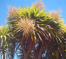 Cordyline australis em flor (Jardim Botânico de Dunedin).