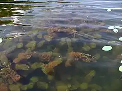 Espécimes verdes e castanho-avermelhados