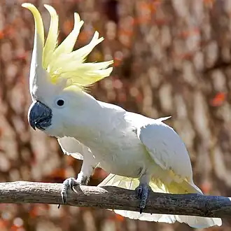 Cacatua-de-crista-amarela