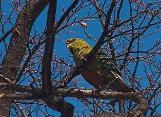 Enicognathus ferrugineus