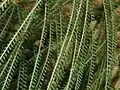 Folhetos de Parkinsonia aculeata
