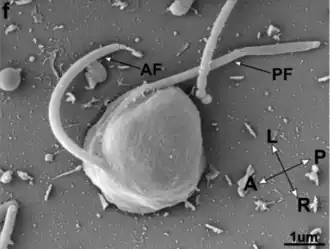 Imagem de Cafileria marina obtida por microscópio eletrônico de varredura. AF: flagelo anterior; PF: flagelo posterior; L: esquerda; R: direita; A: anterior; P: posterior.