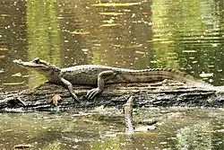 Caiman crocodilus. Spectacled Caiman (42253684125)