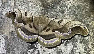 Uma mariposa Arsenurinae Caio romulus, pousada numa rocha do Parque Nacional de Itatiaia, município brasileiro de Itatiaia, Rio de Janeiro.