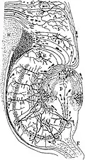 Desenho do circuito neuronal do roedor hippocampus. Histologie du Systeme Nerveux de l'Homme et des Vertebretes. Vols. 1 e 2. A. Maloine. Paris. 1911.