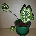 Nome oficial: Caladium Humboldtii. Nome popular:Mini Caladium, Sapatinho de Nossa Senhora Observação:Caladium com folhas verdes, manchas médias em branco, tamanho entre 7 cm de comprimento por 5 cm de largura.