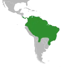 A distribuição do gênero de planta Caladium