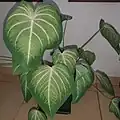 Nome popular Caladium esmeralda Observação: Suas folhas são verdes, contornos em tons escuros, interior verde claro, com raias brancas. Embora se assemelhe muito com o Caladium Aaron, dele é totalmente diferente pois este guarda bastante características de um xhantosoma, isto é, folhas mais espessas, pecíolos mais longos, formato mais coreáceo.