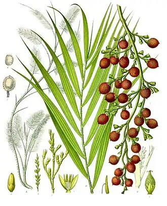 Daemonorops draco (Willd.) Blume