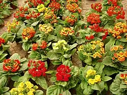 Flor-de-pantufa (Calceolaria ×herbeohybrida).