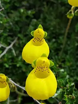 Calceolaria biflora