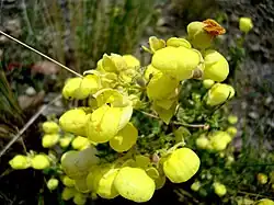 Calceolaria buchtieniana
