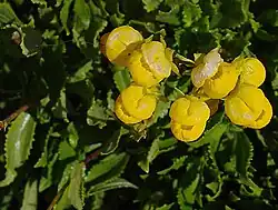Calceolaria dentata